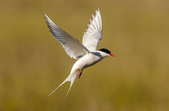 arctic tern in flight