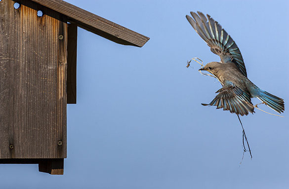 bluebird flying to nestbox
