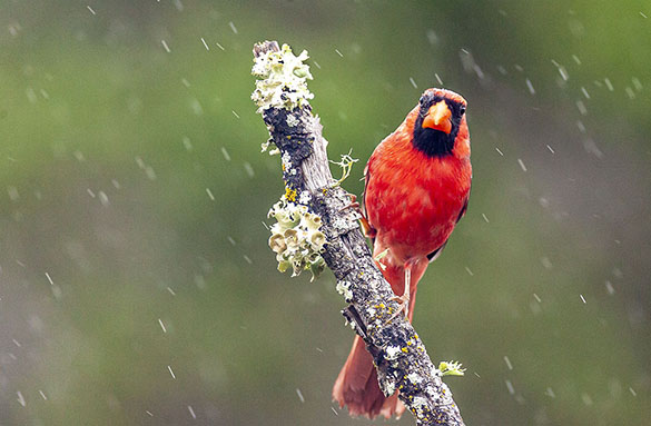 cardunal perched in rain
