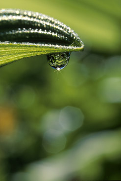 sun star and dew drop on end of leaf landscape nature photo