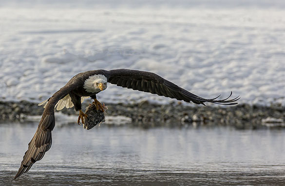 EAGLE WITH FISHHEAD
