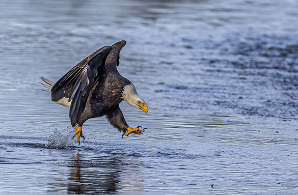 EAGLE HOP ON WATER