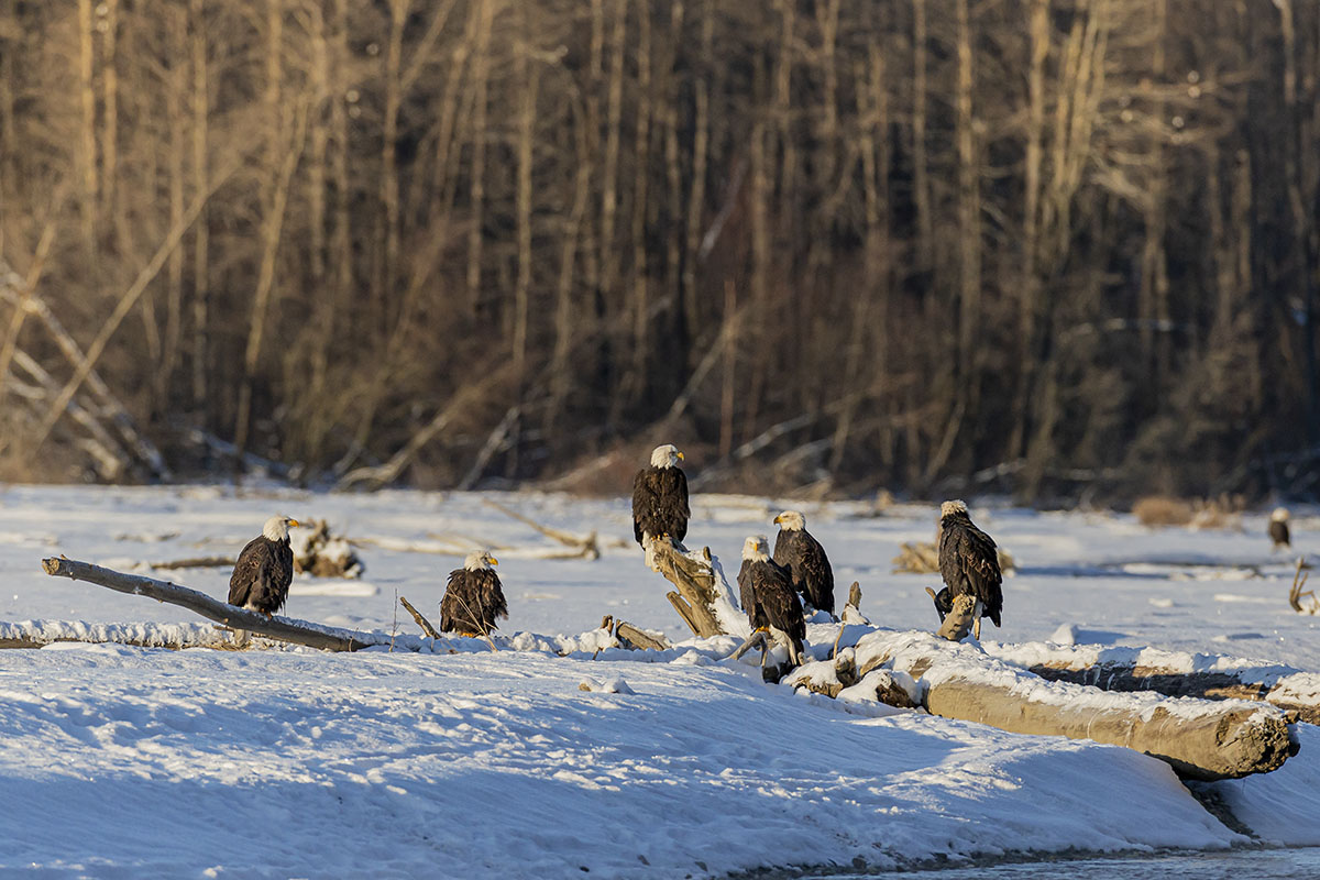 BALD EAGLES PERCHED ON LOG
