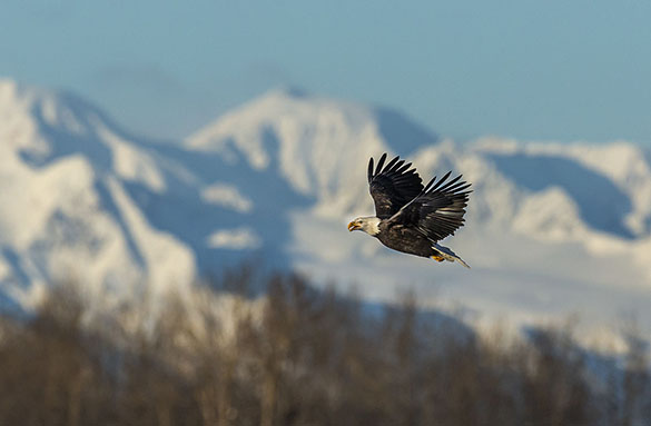 EAGLE SCENIC SNOWY MOUNTAINS