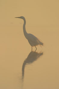 great egret in the water in the fog, moody photo