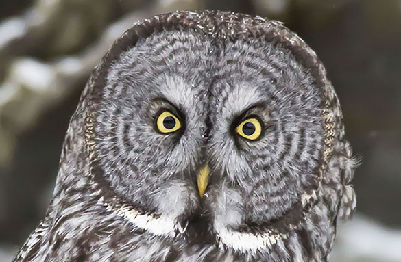 great grey owl headshot