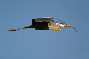 great blue heron in flight with nest material photo