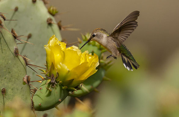 black-chinned woodpecker at flower