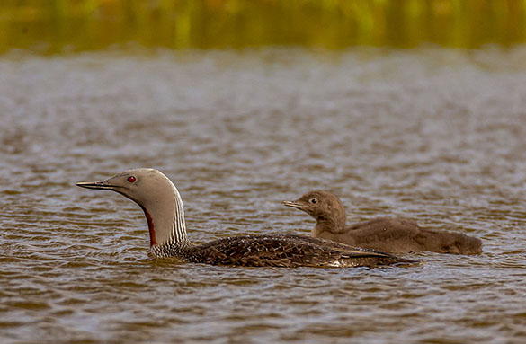 red-throated loon and baby