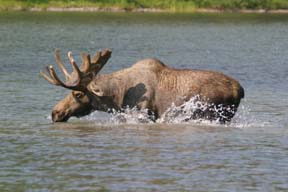 bull moose in water glacier national park photo