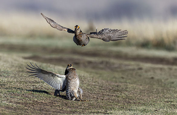 prairie chicken battle