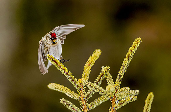 common redpoll landing