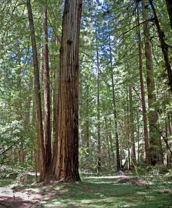 california redwoods  photo workshop