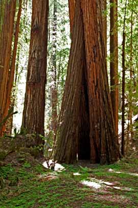 california redwoods  photo workshop