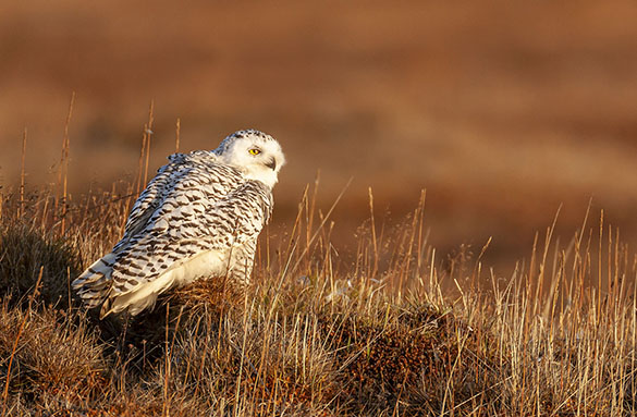 snowy owl