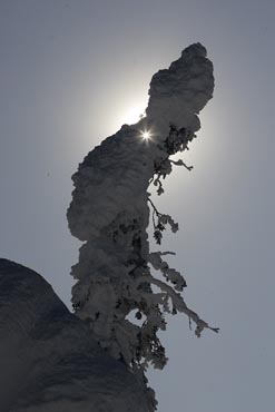 alaska dalton highway winter landscape hoarfrost forest and sun star photo
