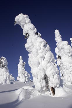 alaska dalton highway winter landscape hoarfrost forest photo