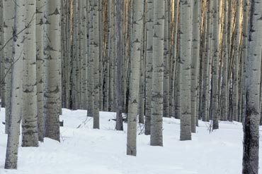 birch tree trunks and snow photo