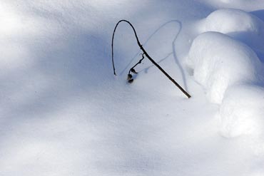 snow and winter subtle intimate landscape photo