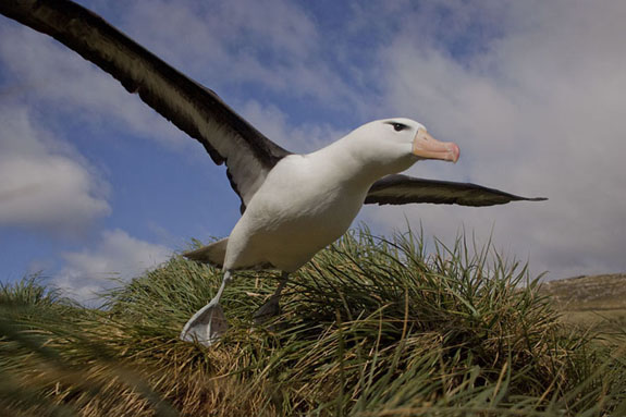 albatross taking flight falkland islands