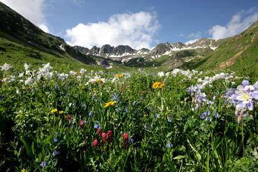 flowers and mountains american basin colorado wildflowers photo