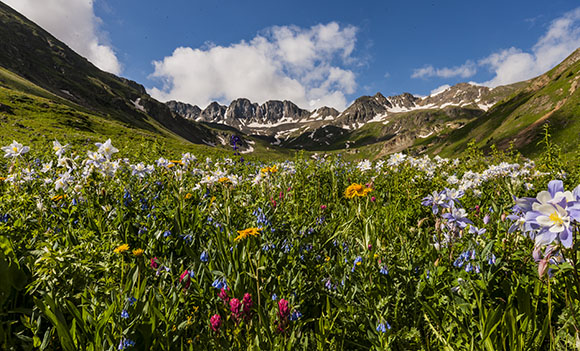 american basin wildflowers