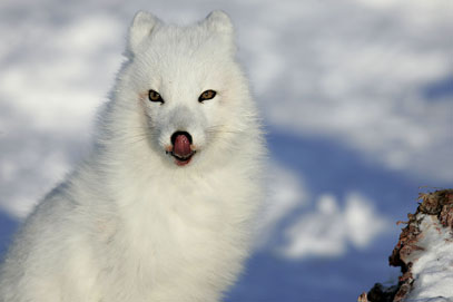 alaska arctic fox photo