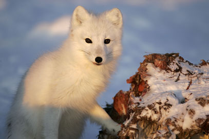 alaska arctic fox photo