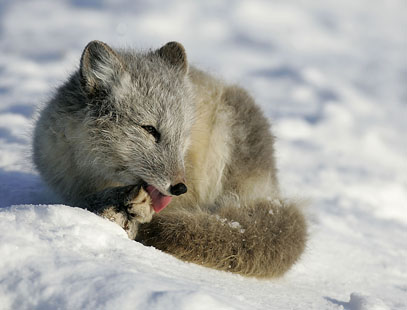 alaska arctic fox photo