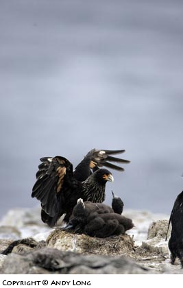striated caracara attacking baby rockhopper penguin photography falkland islands
