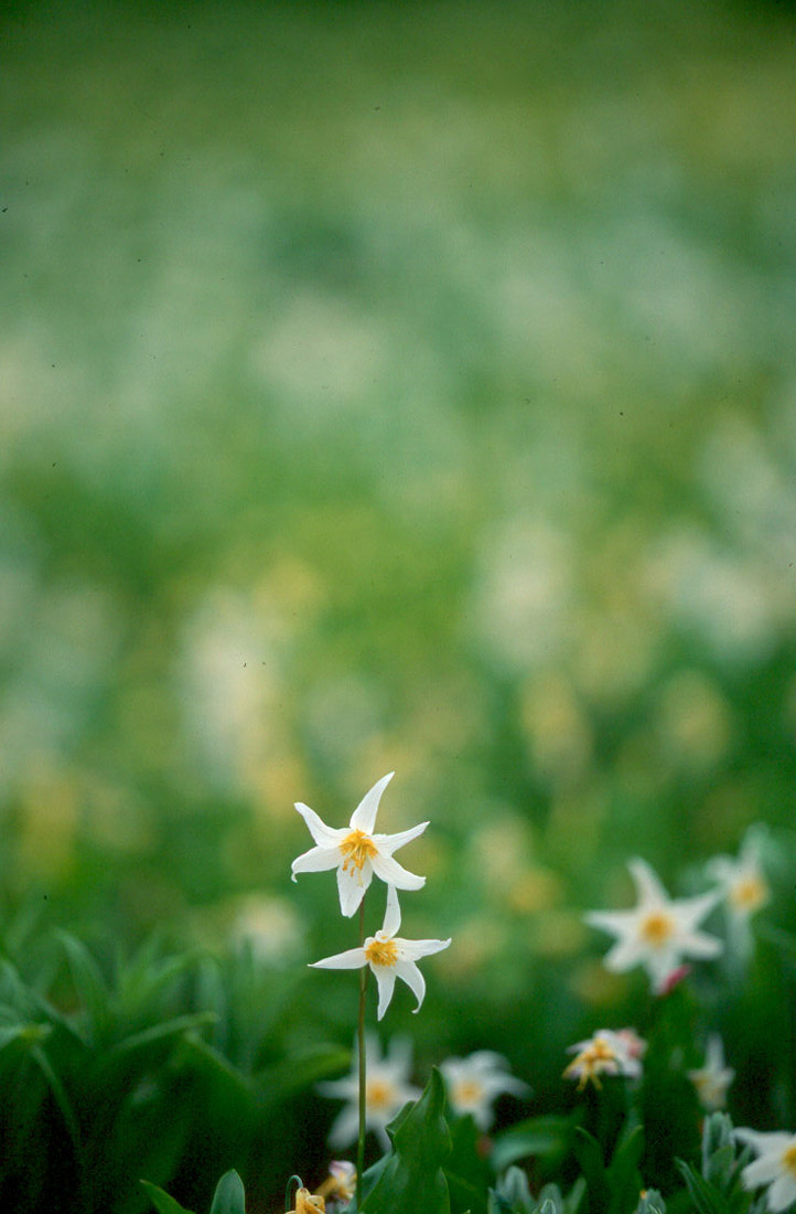 avalanche lilies wildflower mount rainier national park washington photo