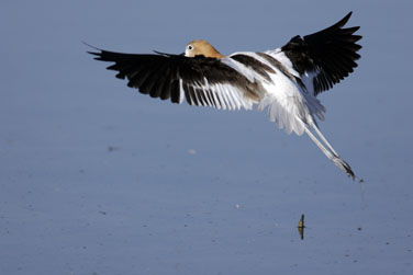 reddish egret in flight over water photo