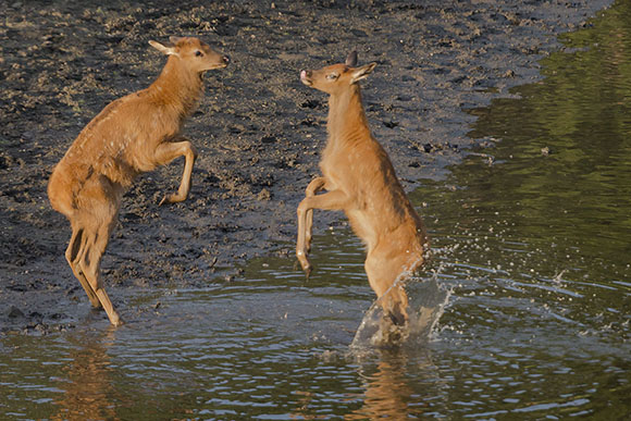 baby elk playing in the water