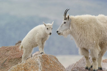 mountain goat photograph, colorado mountain goats photo workshop
