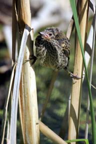 baby red wing blackbird photo