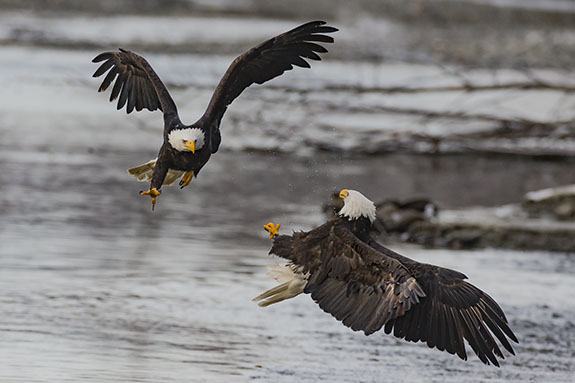 bald eagle confrontation
