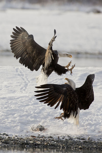 bald eagle confrontation