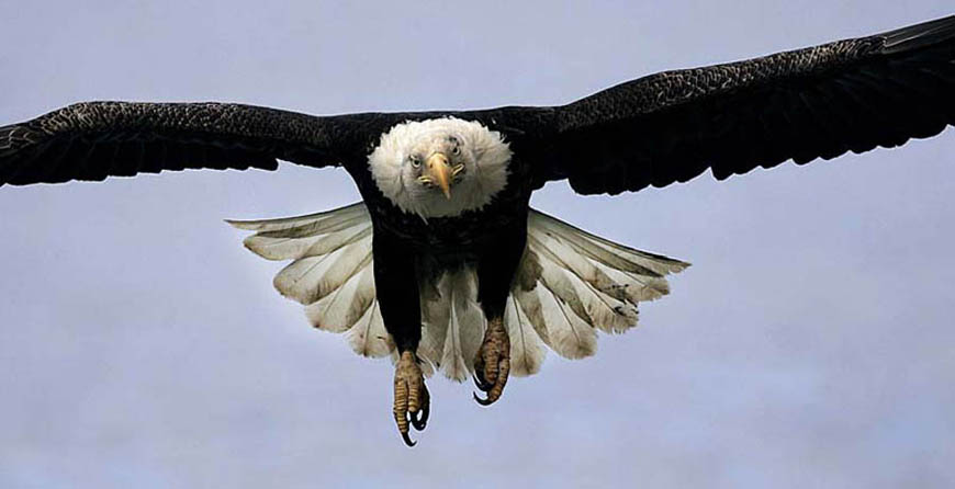 bald eagle in flight photo