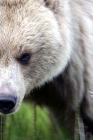 alaska brown bear photo