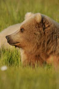 bears of alaska photography workshop