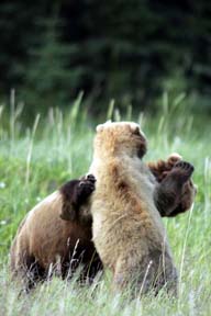alaska brown bear photo