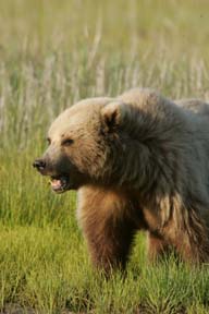 alaska brown bear photo