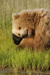 alaska brown bear photo
