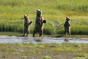 coastal alaska brown bear mother and cubs photograph, bears of alaska photo workshop