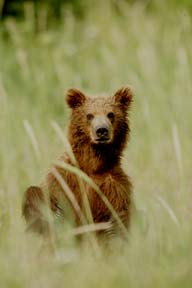 coastal alaska brown bear photograph, bears of alaska photo workshop