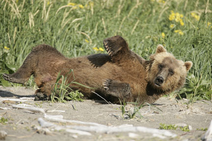 alaska brown bear playful action photo
