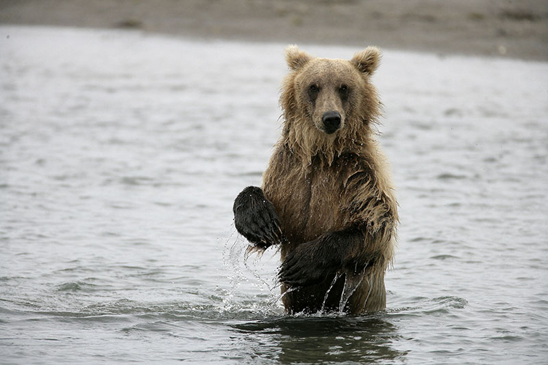 alaska brown bear baby photo