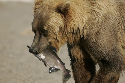 alaska brown bear with salmon photo