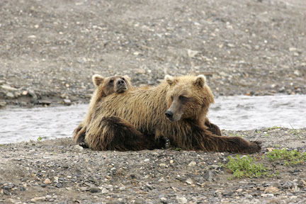 alaska brown bear baby and mom resting photo