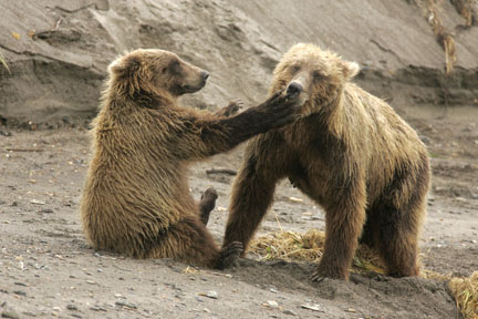 alaska brown bear baby and mom playing photo